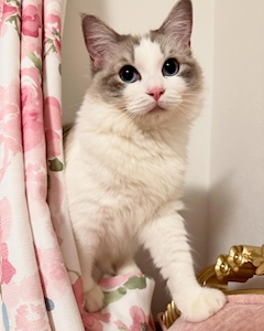 プロフィール写真1・はるか『歌舞伎町LEON』|LEON・レオン - 歌舞伎町のガールズバー