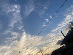 せな