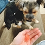 chiko