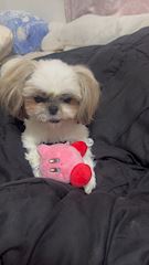 chiko