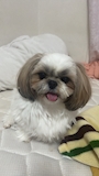 chiko