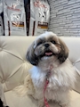 chiko