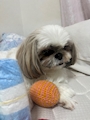 chiko