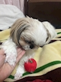 chiko