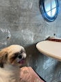 chiko