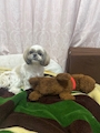 chiko