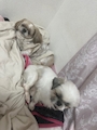 chiko