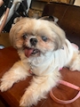 chiko