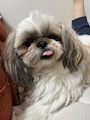 chiko