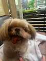 chiko