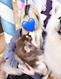 chiko