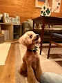 chiko