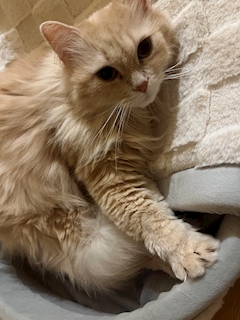 ゆづ🐱(トゥインクルスター✨️)🐶🐾