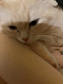 chiko