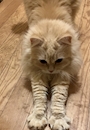 chiko