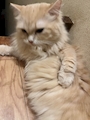 chiko