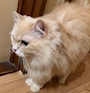 chiko