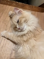 chiko