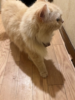 ゆづ🐱(トゥインクルスター✨️)🐶🐾