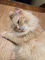 chiko