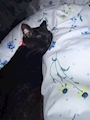 chiko