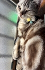 chiko