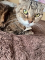 chiko