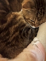 chiko