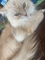 chiko