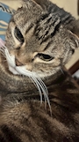 chiko