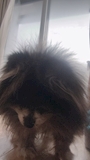 chiko
