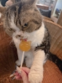 chiko