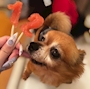 chiko