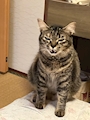 chiko