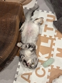 chiko