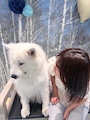 chiko