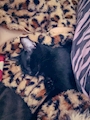 chiko