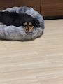 chiko