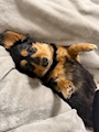 chiko