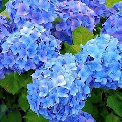 ひとみ