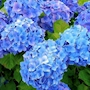 新着ブログ 紫陽花✨