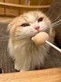 新着ブログ しゅ