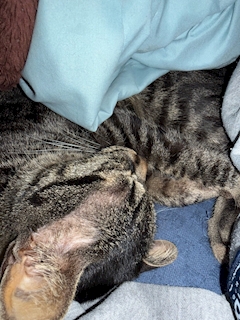 皇 アオイ「🙂‍↕️」