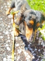 chiko