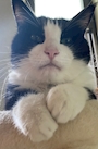 chiko