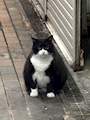chiko