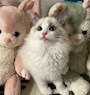 chiko