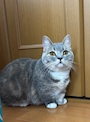 chiko