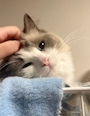 chiko