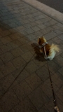chiko